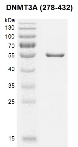 Recombinant DNMT3A (278-432), GST-Tag gel.
