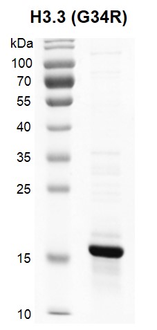 Recombinant Histone H3.3 (G34R) gel.