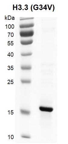 <b>Recombinant Histone H3.3 (G34V) gel.</b>