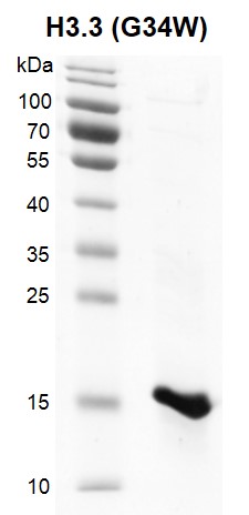 Recombinant Histone H3.3 (G34W) gel.