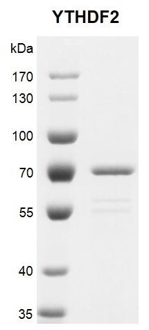 Recombinant YTHDF2 protein gel.