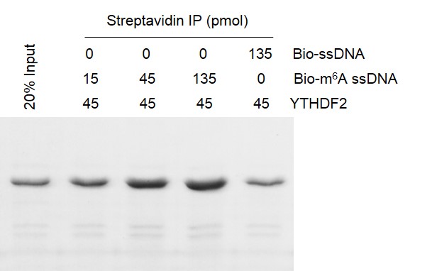 Binding Assay for Recombinant YTHDF2 protein activity.