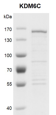 Recombinant KDM6C protein gel.