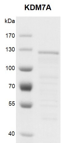 <b>Recombinant KDM7A protein gel.</b>