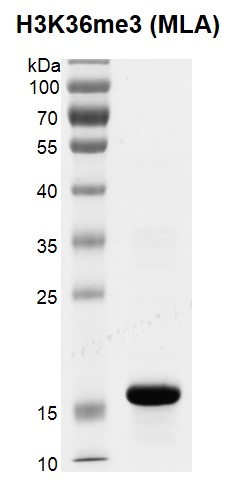 Recombinant Histone H3K36me3 (MLA) gel.