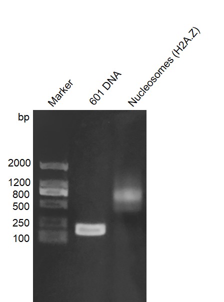 Recombinant Mononucleosomes (H2A.Z) - biotinylated, DNA gel.