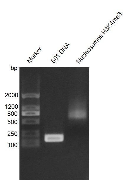 Recombinant Mononucleosomes H3K4me3 (EPL) - biotinylated, DNA gel.