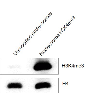 Western Blot analysis for Mononucleosomes H3K4me3 (EPL) - biotinylated.