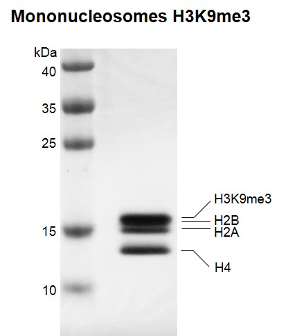Recombinant Mononucleosomes H3K9me3 (EPL) protein gel.