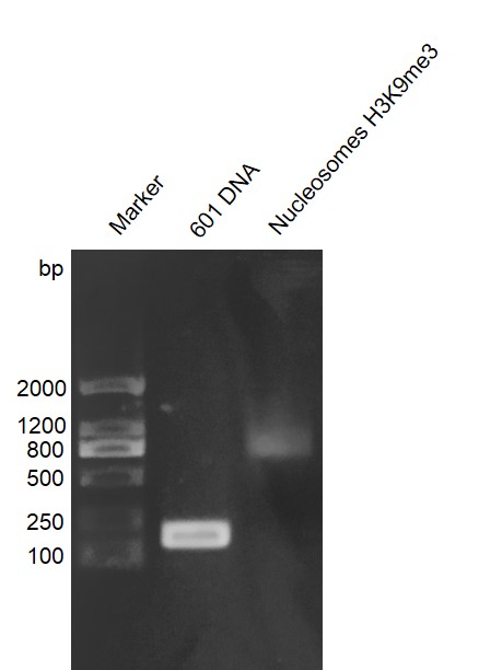 Recombinant Mononucleosomes H3K9me3 (EPL) DNA gel.
