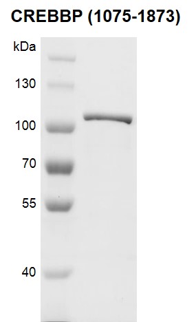 Recombinant CREBBP (1075-1873) protein, SDS-PAGE gel.