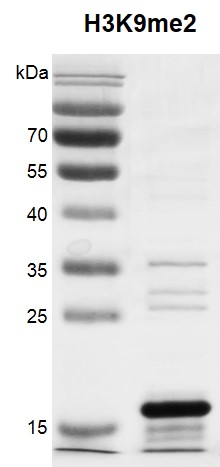 Recombinant Histone H3K9me2 (MLA) protein gel.