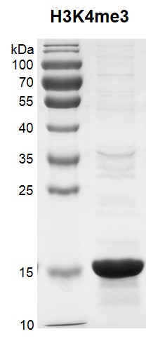 Recombinant Histone H3K4me3 (MLA) protein gel.