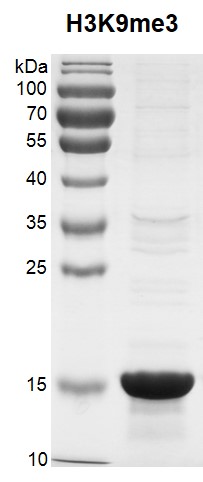 Recombinant Histone H3K9me3 (MLA) protein gel.