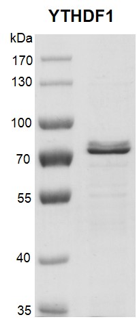 Recombinant YTHDF1 protein gel.