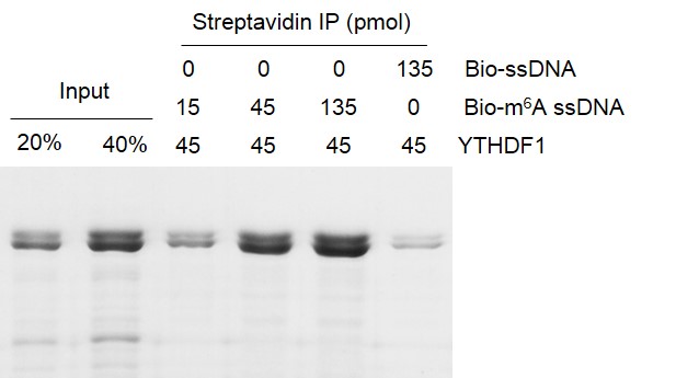 Binding Assay for Recombinant YTHDF1 protein.
