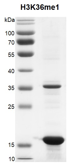 Recombinant Histone H3K36e3 (MLA) protein gel.