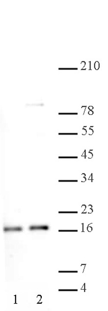 Histone H2A, acidic patch antibody (pAb) tested by Western blot.