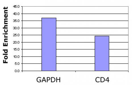 Histone H2BK120ac antibody (pAb) tested by ChIP.