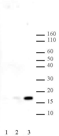Histone H2BK120ac antibody (pAb) tested by Western blot.