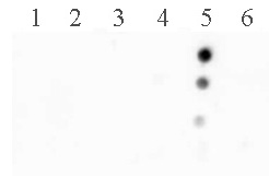 Histone H2BK120ac antibody (pAb) tested by dot blot analysis.