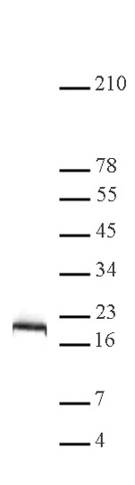 Histone H2B antibody (pAb) tested by Western blot.