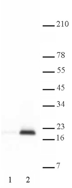 Histone H3K9ac antibody (pAb) tested by Western blot.