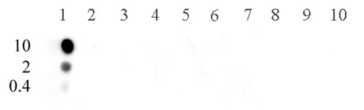 Histone H3K9ac antibody (pAb) tested by dot blot analysis.