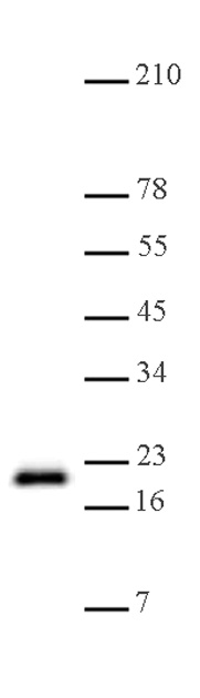 Histone H3K79me1 antibody (pAb) tested by Western blot.