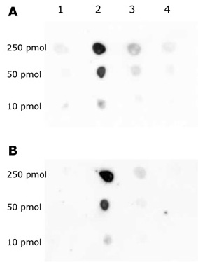 Histone H3K79me1 antibody (pAb) tested by dot blot analysis.