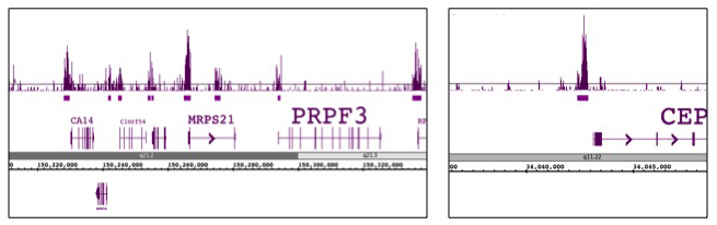 Histone H3T11ph antibody (pAb) tested by ChIP-Seq.