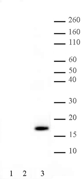 Histone H3T11ph antibody (pAb) tested by Western blot.