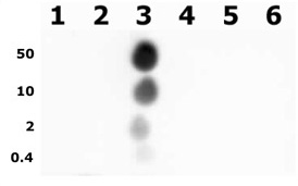 Histone H3T11ph antibody (pAb) tested by dot blot analysis.