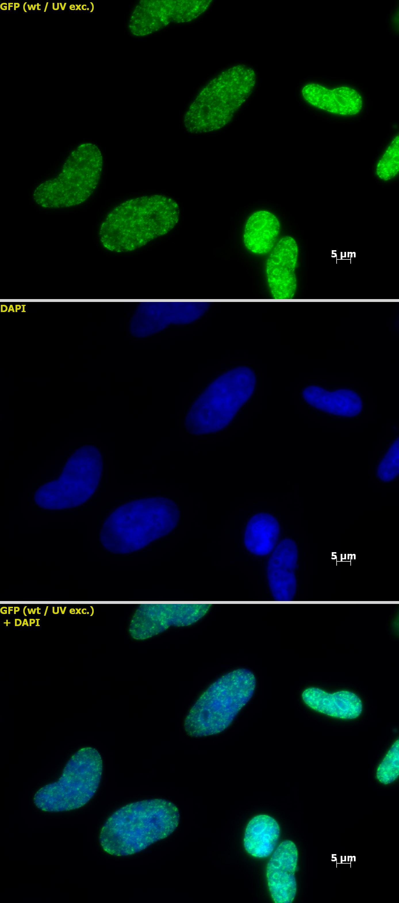 Histone H3K27me3 antibody (pAb) tested by immunofluorescence.