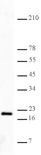 Histone H3K27me3 antibody (pAb) tested by Western blot.