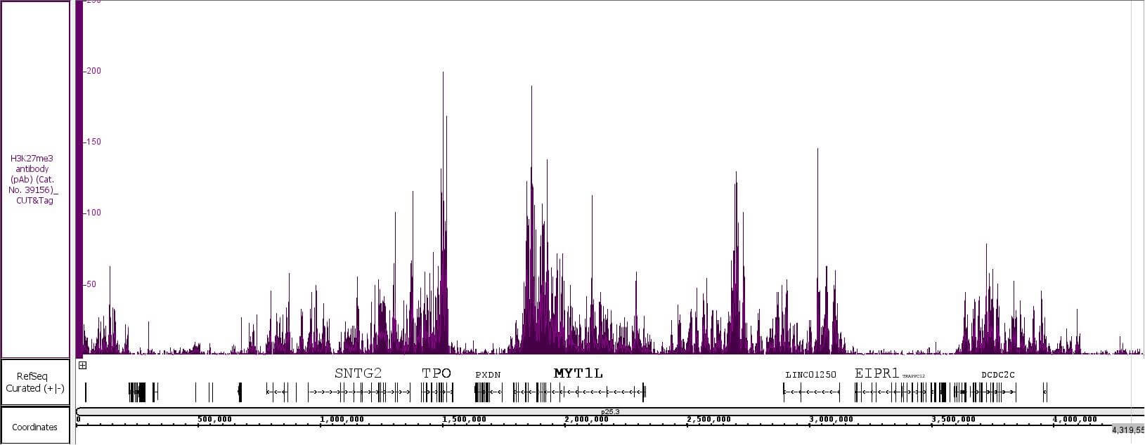 Histone H3K27me3 antibody (pAb) tested by CUT&Tag