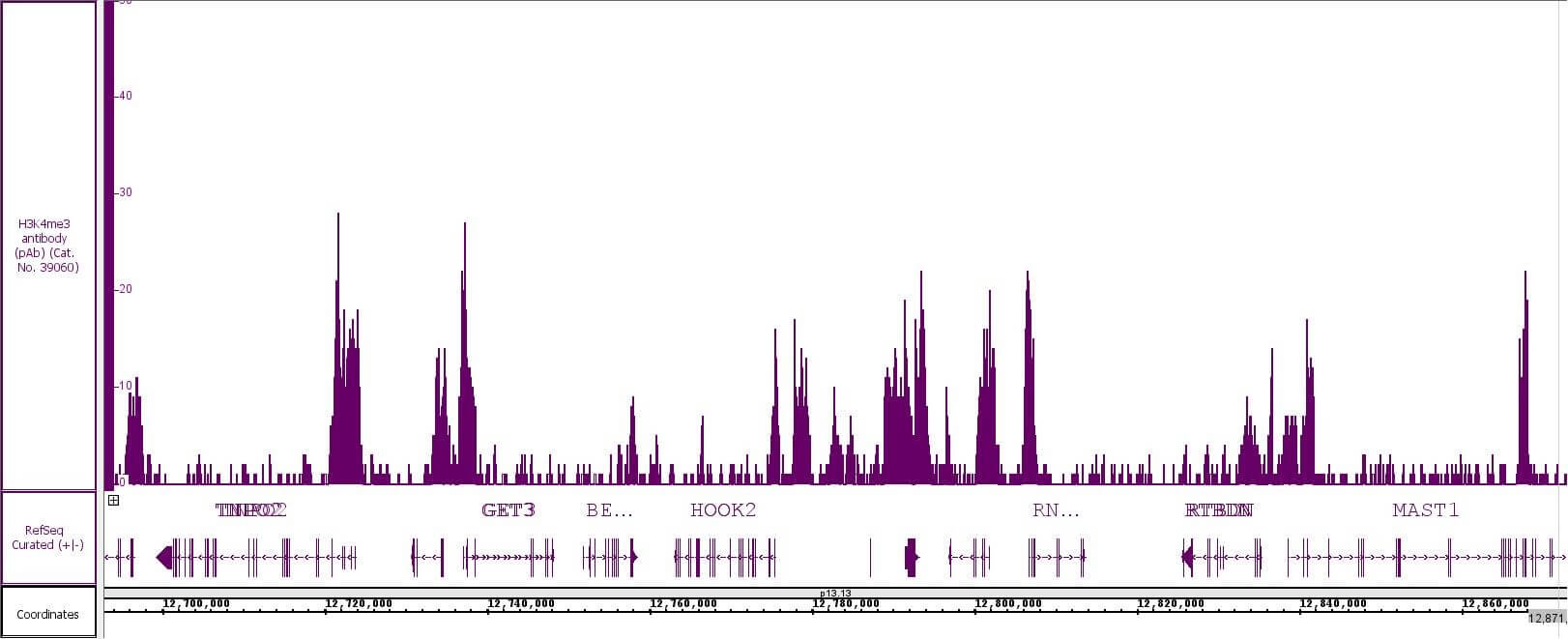 Histone H3K4me3 antibody (pAb) tested by CUT&RUN.