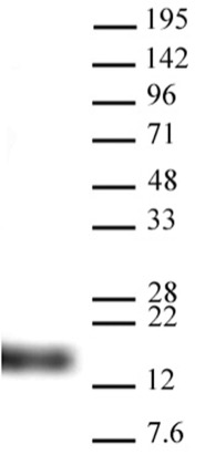 Histone H3K9me3 antibody (pAb) tested by Western blot.