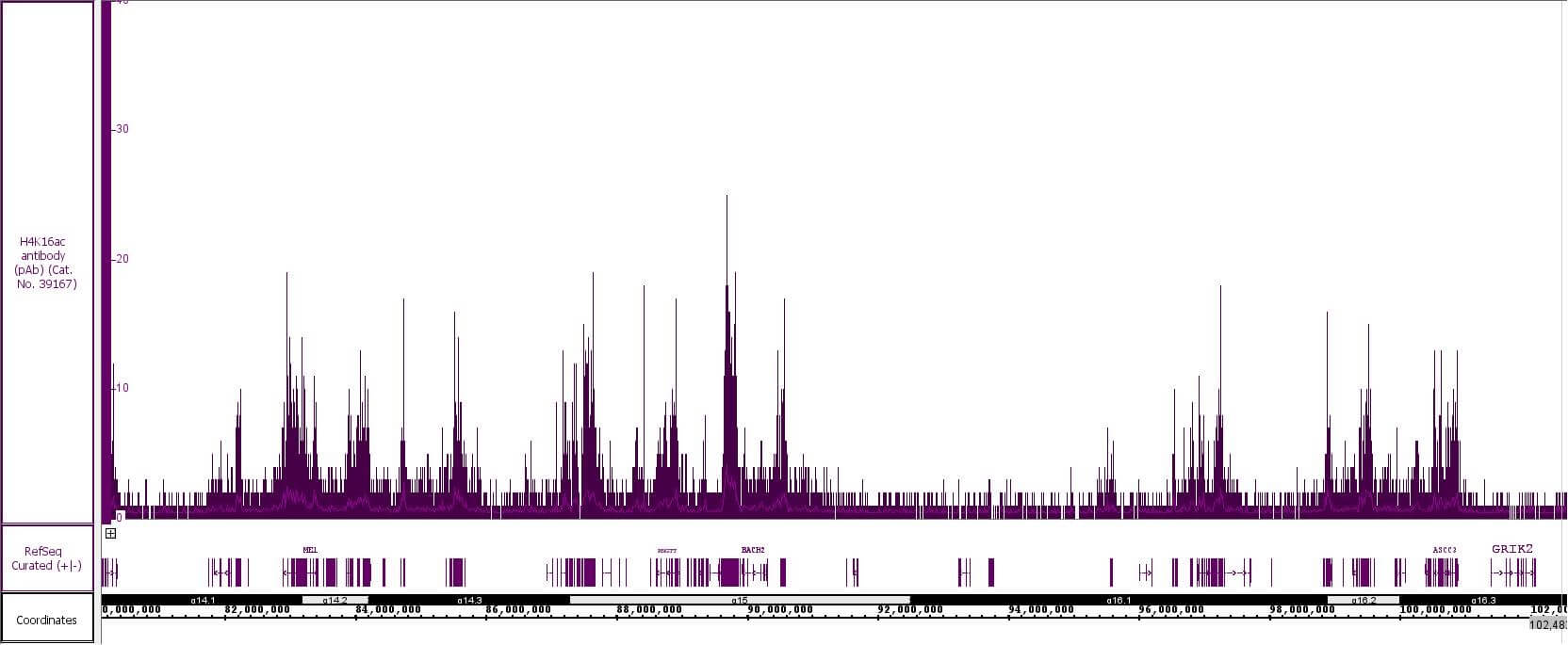 Histone H4K16ac antibody (pAb) tested by CUT&Tag.