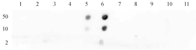 Histone H4 acetyl Lys16 antibody specificity tested by dot blot.
