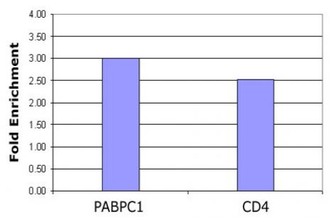 Histone H4K5ac antibody (pAb) tested by ChIP.