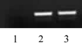 Histone H4K5ac antibody (pAb) tested by ChIP.