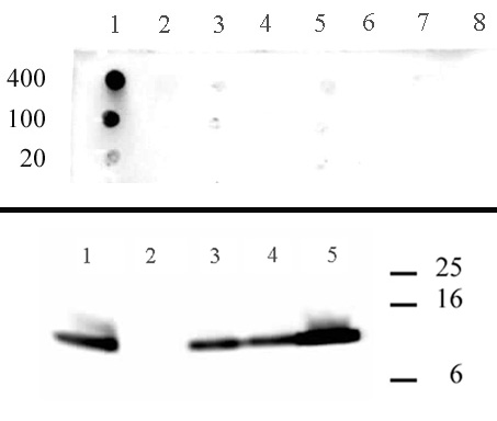 Histone H4K5ac antibody (pAb) tested by dot blot analysis.