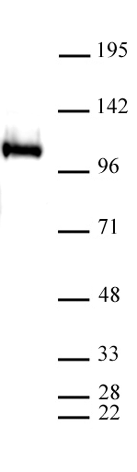 LSD1 antibody (pAb) tested by Western blot.