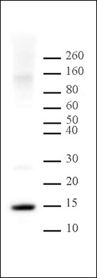 Histone H2A antibody (pAb) tested by Western blot.