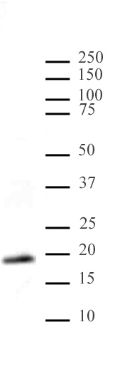 Histone H3K9me1me2me3 antibody (pAb) tested by Western blot.