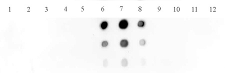 Histone H3K9me1me2me3 antibody (pAb) tested by dot blot analysis.
