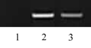 Histone H3K27me2 antibody (pAb) tested by ChIP.