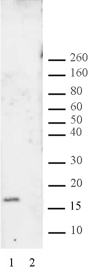 Histone H3K27me2 antibody (pAb) tested by Western blot.