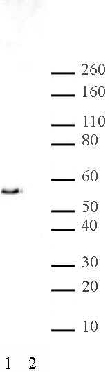JMJD2D antibody (pAb) tested by Western blot.